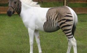 Photos rare Animals Critically Endangered Birds Animals