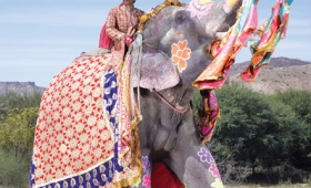 Festival colored elephant Celebrating in Indi 2015