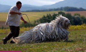 Pictures Komondor Mop Dogs in Hungarian 2015