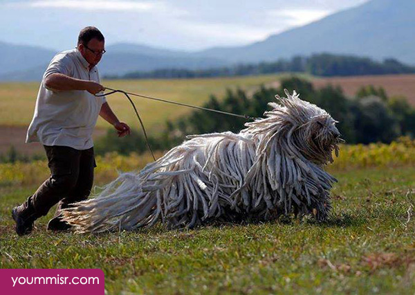 Pictures Komondor mop dogs in Hungarian corded coat Youm Misr See you don’t see before