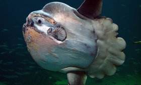 The Ocean Sunfish 2015 See you don’t see before