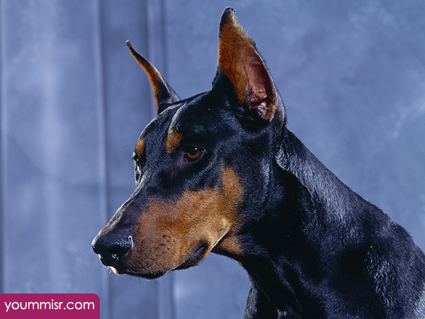 Top 25 Most Dangerous Dog attack Breeds youm misr See you don’t see