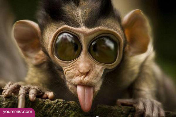 Dogs very funny Photos 2014 funny pictures india 2014 youm misr