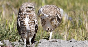 Photos exotic animals 2014 pictures of beautiful animals 2014 youm misr
