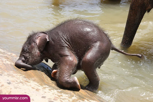 Photos funny animals nicest small elephant playing 2014 youm misr