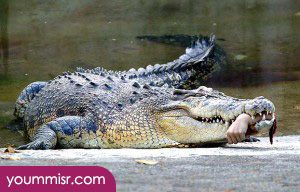 Photos most dangerous animals in Canada 2014 most dangerous snakeBest website most dangerous animals in the world Canada Africa Australia youm misr