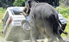 Photos most dangerous animals in the world 2015