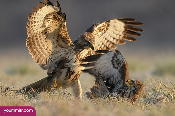 Photos of Beautiful Nature Mountains plains rare animals 2014 youm misr