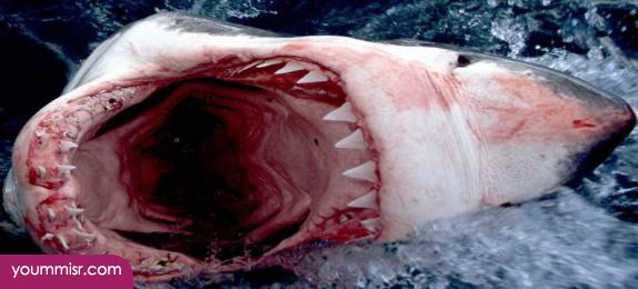 Photos top 10 most dangerous animals in Australia most dangerous dogs Best website most dangerous animals in the world Canada Africa Australia youm misr Photos top 10 most dangerous animals in Australia most dangerous dogs Best website most dangerous animals in the world Canada Africa Australia youm misr