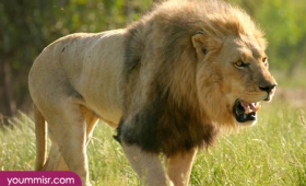 world’s most dangerous animals Lion Africa 2015
