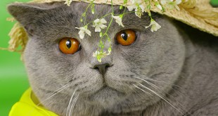 Pictures beautiful white Cute cats in the world 2014 youm misr