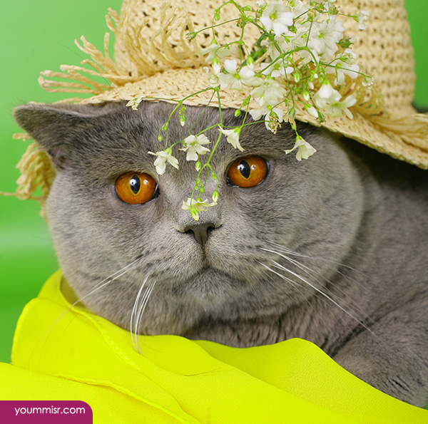 Pictures beautiful white Cute cats in the world 2014 youm misr