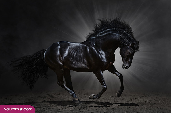 Pictures of beautiful horse Black and white Arabic new splendor 2014 youm misr