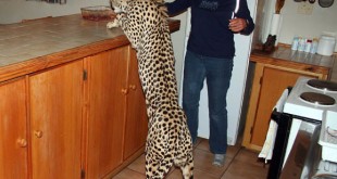 Strange funny 2014 wonders of the animal world in 2014 youm misr