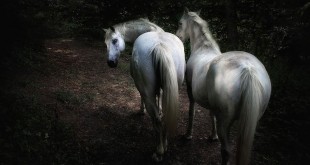 Arabian horses Kentucky derby Tennessee walking
