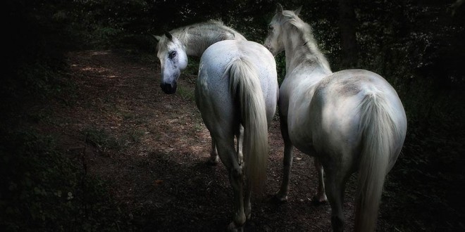 Arabian horses Kentucky derby Tennessee walking