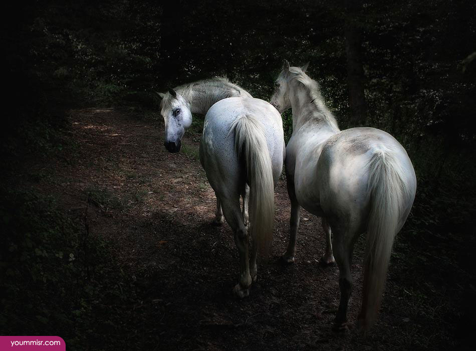 Arabian horses Kentucky derby Tennessee walking