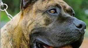 Boston terrier puppies 2015 dangerous dog breeds