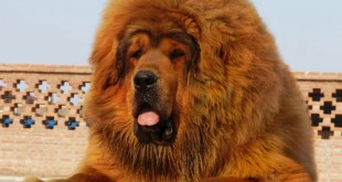 Dangerous breeds of dog 2015 Puppy finder 2016
