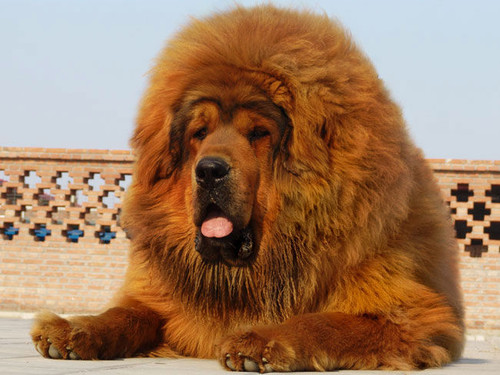 Dangerous breeds of dog 2015 Puppy finder 2016