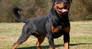 Dangerous dog breeds 2015 2016 Pit bull puppies for sale
