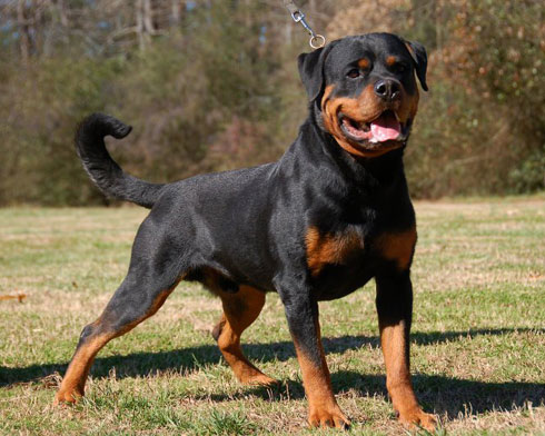 Dangerous dog breeds 2015 2016 Pit bull puppies for sale