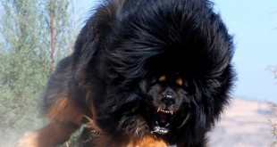 Dangerous dog in the world 2015 2016 Puppies