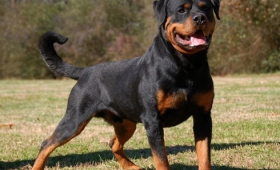 Dangerous dogs list 2015 2016 Pit-bull Rottweiler Puppies
