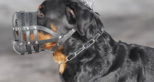 Dangerous dogs of the world 2015 2016 Rottweiler