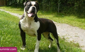 Dangerous dogs of world 2015 2016 Pit-bull Dogs