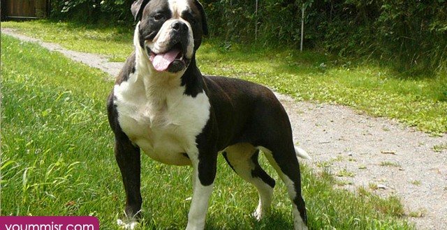 Dangerous dogs of world 2015 2016 Pit-bull Dogs