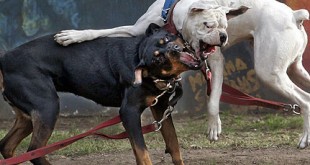 Doberman puppies 2015 Most dangerous breeds of dog