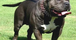 English bulldog puppies 2015 Most dangerous dog breed
