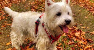 Funny Kittens for sale 2015 girl dog beds names