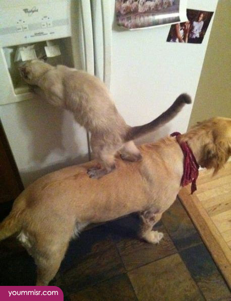 Funny office photos 2015 Cow jokes 2016