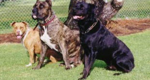 Most dangerous dogs pictures 2015 2016 guard quiz