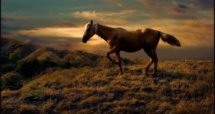 Photos Arabian dark horse wallpaper for sale 2015 2016