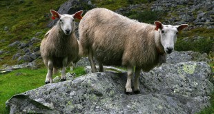 Photos Eid al-Adha 2015 2016 sheep goat sacrifice