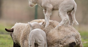 Photos lamb Tess Eid al-Adha in Saudi Arabia 2015 2016