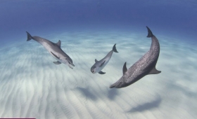 Pictures information for fish 2015 wallpaper blue shark