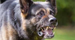Top 10 dangerous dogs 2015 French bulldog puppies
