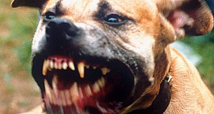 Top 10 most dangerous dogs’ breeds 2015 Pit bullTop 10 most dangerous dogs’ breeds 2015 Pit bull