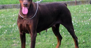 Top 25 dangerous dog breeds 2015 Pit bull puppies