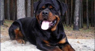 Top dangerous dogs in world 2015 2016 Staffordshire bull