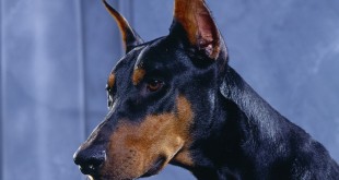 Top most dangerous dog in the world 2015 2016