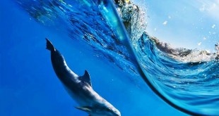 all fish pictures 2015 wallpaper pictures of dolphins