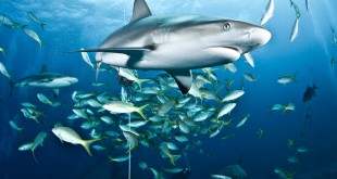 fish photos free 2016 wallpaper shark attack videos