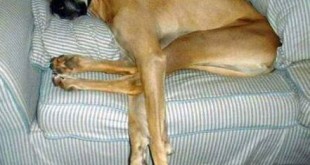 funny deer photos 2015 Ilocano jokes 2016