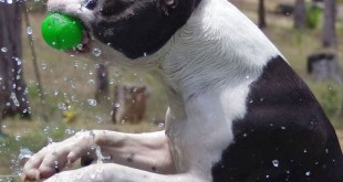 funny dog breeds videos 2015 2016 puppies wallpaper