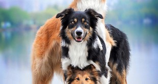 funny dog pictures 2015 Female dog names 2016